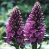 dactylorrhiza elata - abriachan nurseries